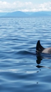 Orca near Vancouver BC