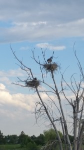 Not quite empty nests!